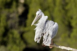 Images Dated 1st December 2006: Pink-backed Pelican - preening