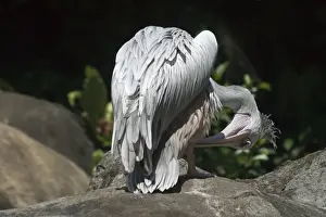 Pink Backed Prints: Pink-backed Pelican - Preening An African species inhabiting lakes dams estuaries lagoons and slow moving rivers