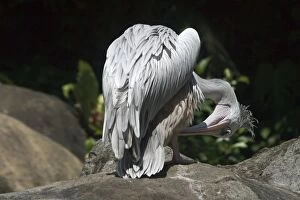 Pink-backed Pelican - preening feathers