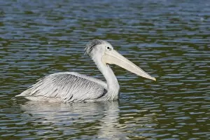 Images Dated 30th November 2006: Pink-backed Pelican - in water