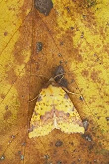 Butterflies And Moths Gallery: Pink Barred Sallow Moth - Autumn