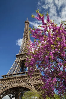 Blossoming Gallery: Pink blossoming tree below the Eiffel Tower