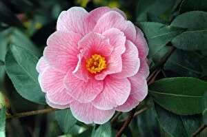 Images Dated 24th March 2005: Pink Camellia