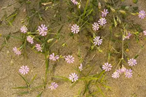 Campion Prints: A pink campion (Silene colorata) on the beach, Crete