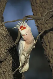 Cockatoo Prints: Pink Cockatoo / Major Mitchell - In tree - South Australia - Mostly in arid