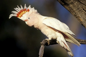 Pink Cockatoo - Upswept crest whitish when folded and when spread shows bands of scarlet and yellow Pink Cockatoo - Upswept crest whitish when folded and when spread shows bands of scarlet and yellow