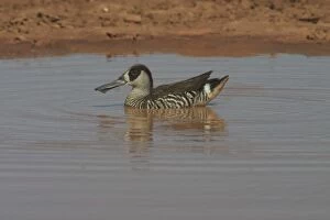 Images Dated 27th April 2004: Pink-eared Duck - At drying pool Lajamanu, an aboriginal settlement on the northern edge of