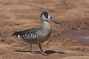 Images Dated 27th April 2004: Pink-eared Duck - At drying pool, Lajamanu, an aboriginal settlement on the northern edge of
