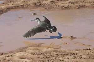 Images Dated 27th April 2004: Pink-eared Duck - At drying pool, Lajamanu, an aboriginal settlement on the northern edge of