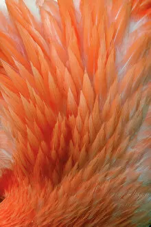 Back Gallery: Pink feather pattern on back of flamingo, Florida