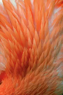Point Prints: Pink feather pattern on back of flamingo, Florida. Date: 31-12-1999