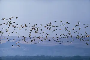 Misty Prints: Pink-footed Geese DU 107 Anser brachyrhynchus © David & Katie Urry / ardea. com