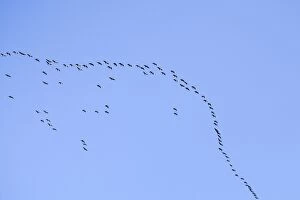 Images Dated 28th October 2011: Pink-footed Geese - in flight in v-formation