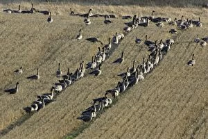 Pink-footed Geese - flock feeding on corn stubble