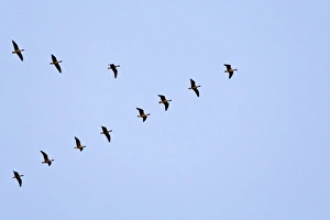 Images Dated 12th January 2008: Pink-footed Geese flying in a V formation. Norfolk. UK