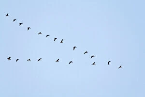 East Anglia Collection: Pink-footed Geese flying in a V formation. Norfolk. UK