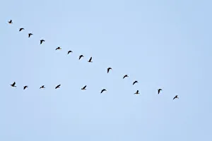 pink footed geese flying v formation norfolk uk