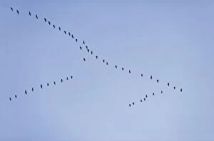 Images Dated 20th October 2007: Pink-footed Geese - skein in flight
