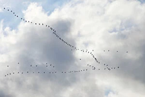 East Anglia Collection: Pink-footed Geese - skein in flight - October - Norfolk England