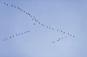 Pink-footed Geese - skein in flight - October - Norfolk England
