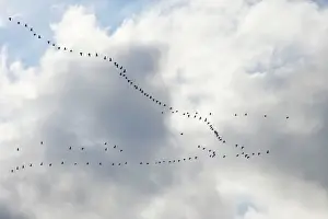 Cloud Prints: Pink-footed Geese - skein in flight - October - Norfolk England