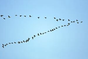 Pink-footed Geese - skein flying