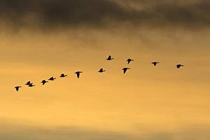 Pink-footed Geese - skein flying in autumn twilight