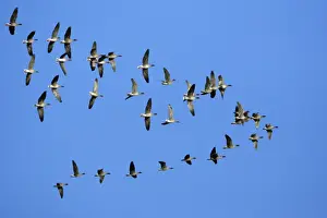 Pink-footed Geese - skein flying over Lindisfarne National Nature Reserve, Northumberland, autumn, England