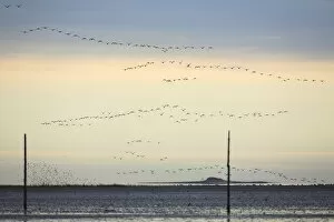 Images Dated 20th October 2007: Pink-footed Geese - skein flying over mudflats of Lindisfarne National Nature Reserve in autumn