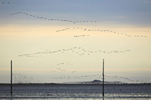 Images Dated 20th October 2007: Pink-footed Geese - skein flying over mudflats of Lindisfarne National Nature Reserve in autumn