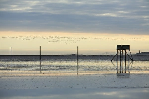 Images Dated 20th October 2007: Pink-footed Geese - skein flying over mudflats of Lindisfarne National Nature Reserve in autumn