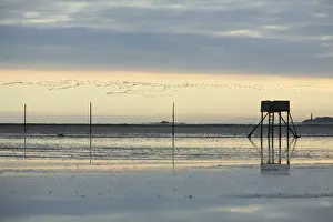 Mudflat Prints: Pink-footed Geese - skein flying over mudflats of Lindisfarne National Nature Reserve in autumn