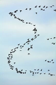 Pink-footed Geese - skein in morning sky