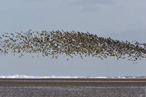 Pink-footed Geese - taking off from coastal mudflats, autumn