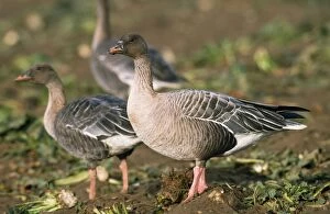 Images Dated 13th July 2007: Pink-footed Goose