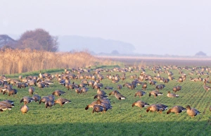 Images Dated 14th December 2010: Pink-footed Goose