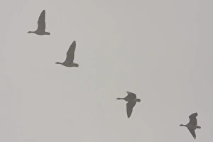 Images Dated 11th November 2009: Pink-footed goose - flock of geese flying in formation in thick fog