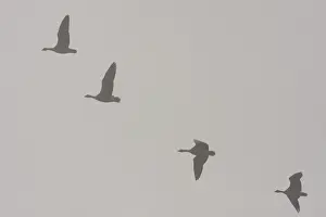 Norfolk Prints: Pink-footed goose - flock of geese flying in formation in thick fog
