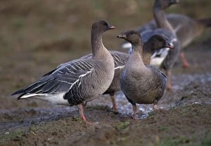 Images Dated 7th December 2011: Pink-Footed Goose - in muddy field
