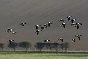 Pink-footed Goose - skien landing on arable land in autumn