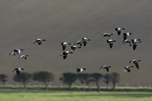 Pink Footed Prints: Pink-footed Goose - skien landing on arable land in autumn