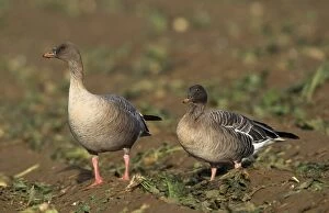 Images Dated 13th July 2007: Pink-footed Goose - two. UK