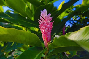 Pink Ginger, Melanesia, Fiji