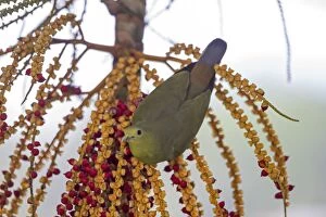 Pink-necked Green Pigeon by palm tree fruit