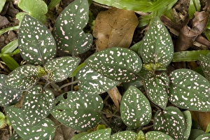 Images Dated 1st March 2006: Pink polkadot plant / Freckle Face. Africa