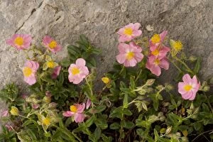 Images Dated 16th June 2006: Pink Rockrose Helianthemum nummularium ssp. pyrenaicum. Ordesa, Pyrenees. Spain