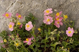 Images Dated 16th June 2006: Pink Rockrose Helianthemum nummularium ssp. pyrenaicum. Ordesa, Pyrenees. Spain