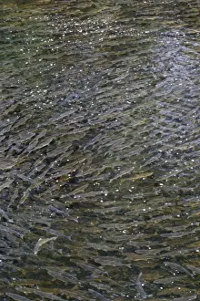 Spawning Prints: Pink Salmon - in river. Knight Inlet - Glendale Cove - British Columbia - Canada