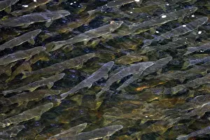 Pink Salmon - in river. Knight Inlet - Glendale Cove - British Columbia - Canada. known as the humpback or humpy