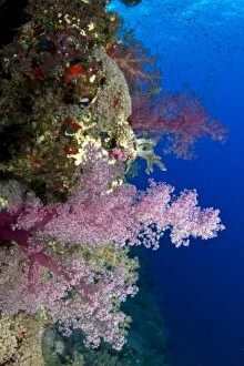 Images Dated 11th July 2011: Pink Soft Coral